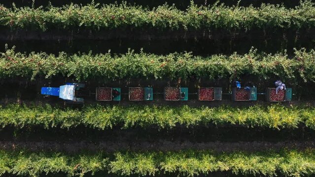 Agriculture industry scene from apple orchard harvest in Mexico. Aerial view over tree rows and workers picking fruit