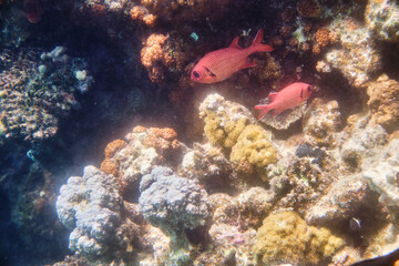 Naklejka na ściany i meble Fish, Shell, Coral Reef, Underwater World, Maritime, Red Sea, Egypt