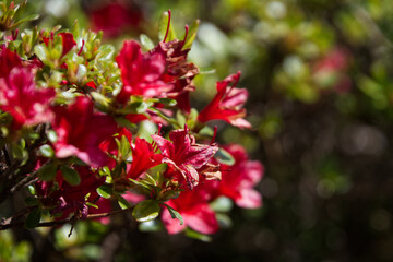 Azaleas