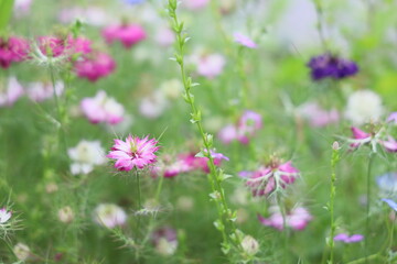 春のニゲラのカラフルなお花畑