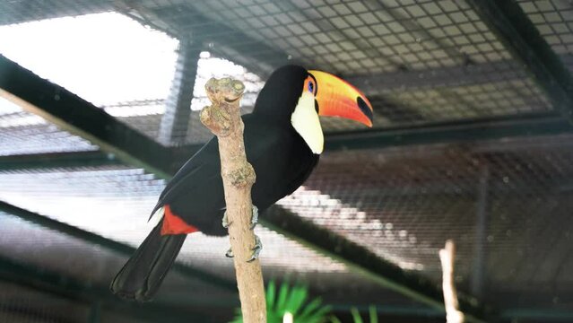 Toucan Nue Ornamental Bird Tropical Bird