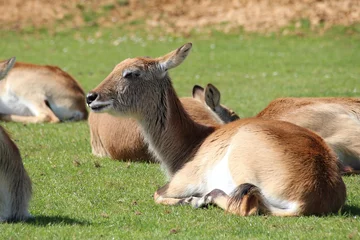 Fotobehang antelope (lechwe) in a zoo in france © frdric