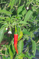 Bright red chilli peppers growing on a chilli pepper plant (Capsicum), Cape Town, Africa