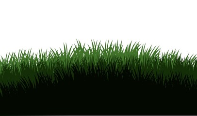 Grass. Nature rural landscape. Pasture overgrown. Overgrown dense lawn. Isolated on white background. Vector