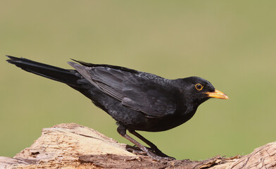 blackbird