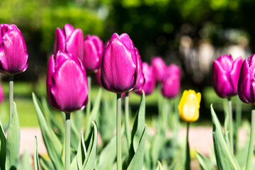 Tulips with purple buds on a flowerbed in a spring park