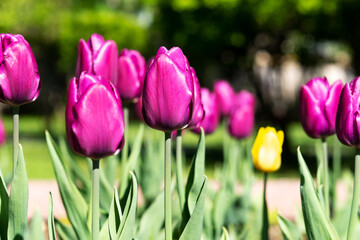 Fototapeta premium Tulips with purple buds on a flowerbed in a spring park