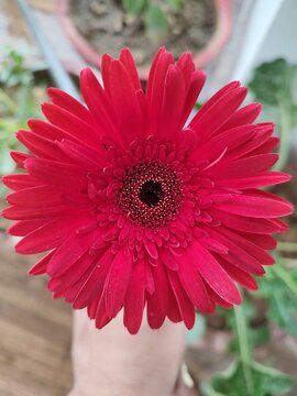 pink gerber daisy