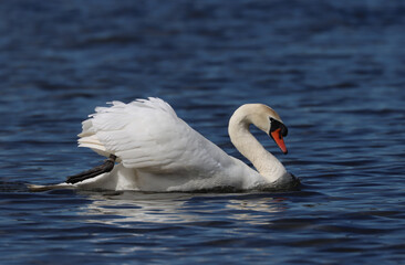 Mute swan