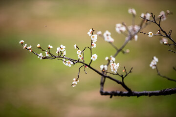 China's Pink plum blossoms are in full bloom