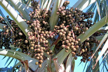 fruit of Bismarckia nobilis