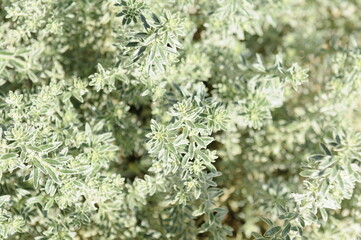 花壇の葉　ウエストリンギア