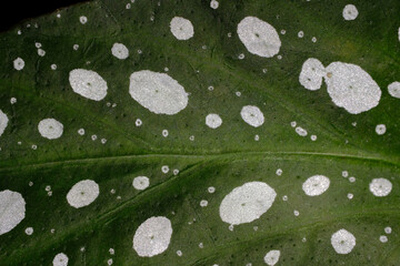 Begonia maculata plant background, macro. Trout begonia leaves with white dots and metallic...
