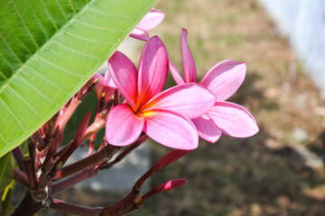 Pink frangipani flowers (plumeria rubra) that bloom beautifully in the morning sun behind the leaves