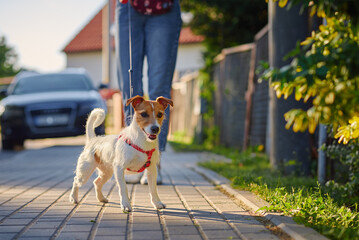Pet owner walks with dog outdoors, Jack Russell terrier at city street in summer day - obrazy, fototapety, plakaty