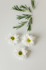 Fototapeta na wymiar Layout of flowers, rosemary on a gray background. Background for the product. Flatlay.