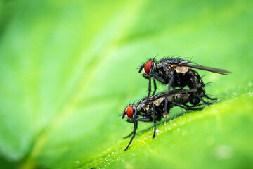 Accouplement de mouche noir sur une feuille verte