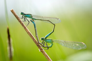 Demoiselles bleues en pleine accouplement