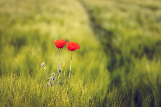 Coquelicots dans un champ d'orges
