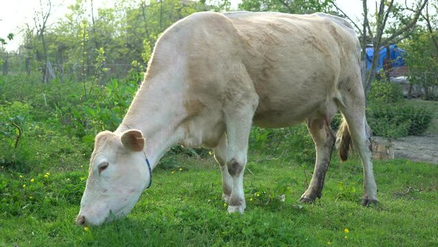 dairy and beef cows grazing on pasture. images of simmental and charolais cows eating grass