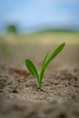 Jeune plante dans un champ
