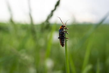 Insecte rouge et noir perché sur une brindille