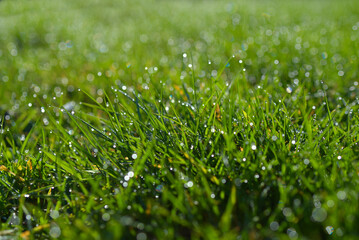 herbe et gouttes de rosée