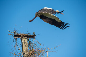 White stork in flight against a blue sky
