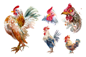 Watercolor painting of chicken collection (Separately Arranged). 
