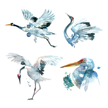Watercolor painting of crane birds collection (Separately Arranged) 1. 