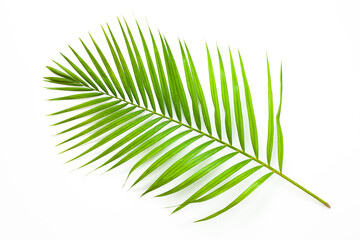 Obraz premium leaves of coconut palm tree isolated on white background, summer background