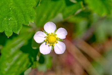 ワイルドストロベリーの花