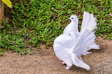white doves with beautiful fluffy tails on the track in the park on a summer day