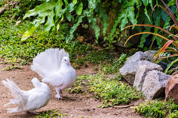 white doves with beautiful fluffy tails on the track in the park on a summer day