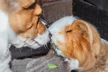 Domestic sheltie guinea pig (Cavia porcellus) with a Jack Russell Terrier dog, Cape Town, South...