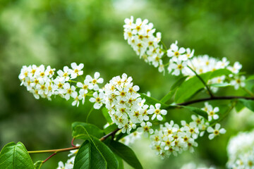 Branches of flowering bird cherry trees in close-up. white Prunus padus flowers with green foliage on a bokeh background. Spring blooming