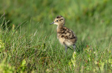 Curlew chick, scientific name: numenius arquata. Very young curlew chick in natural grouse moor habitat, facing left.  Curlews are declining and on the Red List UK Conservation Status report.