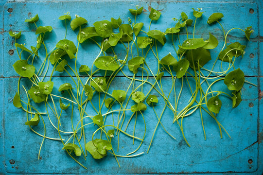 Studio shot of Indian lettuce (Claytonia perfoliata) flat laid against wooden rustic background