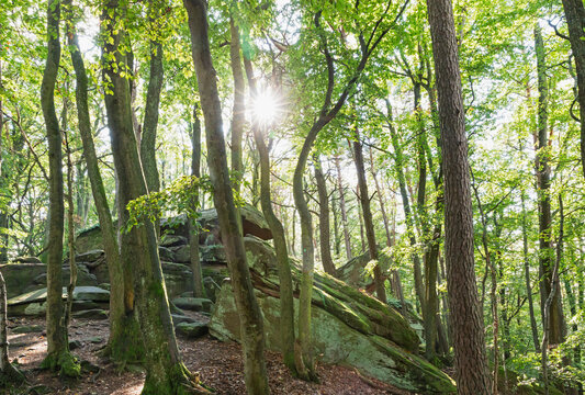 Sunlight streaming through beech trees in Palatinate Forest, Germany