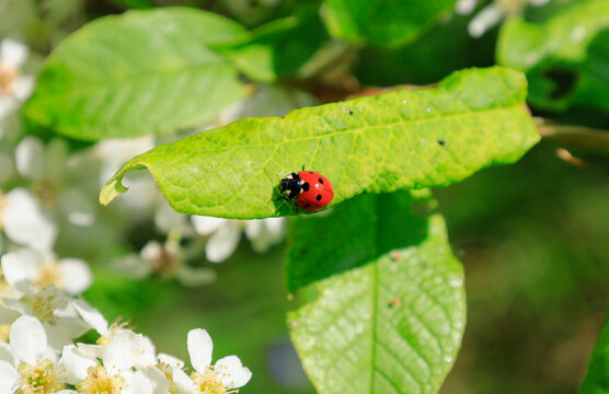 Ladybug crawling on green leaf