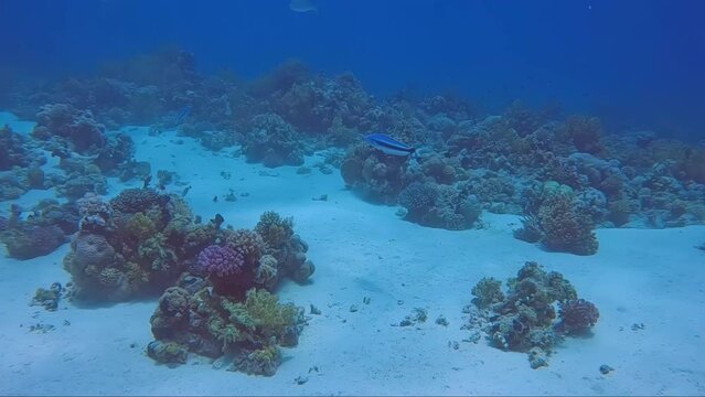 4k video footage of a pair of Blue Blanquillos (Malacanthus latovittatus) in the Red Sea, Egypt