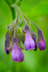 Close-up of purple flowers of comfrey officinalis - obrazy, fototapety, plakaty