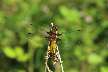 A female broad bodied chaser perched.