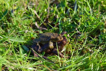 copulation de crapauds