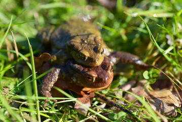 copulation de crapauds