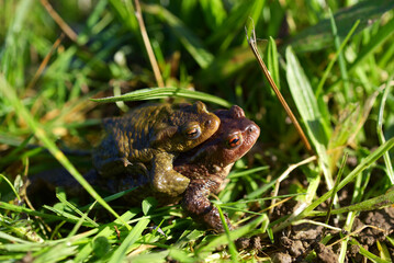 copulation de crapauds