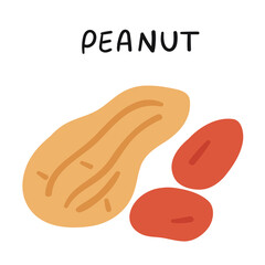 Peanut illustration. Flat vector icon on white background.