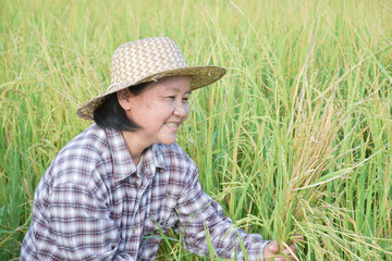 Portrait of asian elderly senior female farmer holds sickle, sits in the middle rice paddy field and harvesting, soft and selective focus.