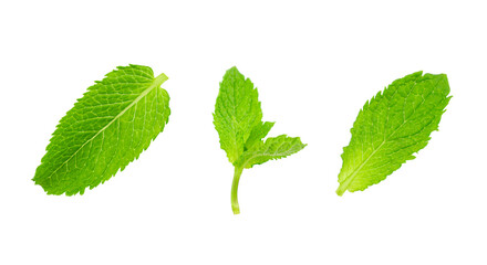 Green mint pepper leaf isolated on white