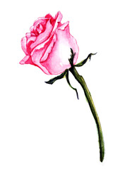 Rosa, fiore ad acquerello isolato su sfondo bianco